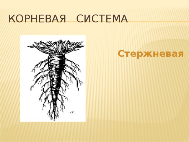 Корневая система   Стержневая 