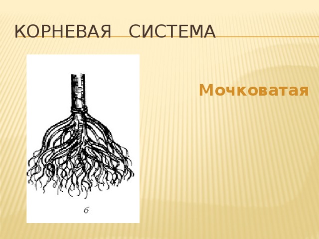 Корневая система   Мочковатая 