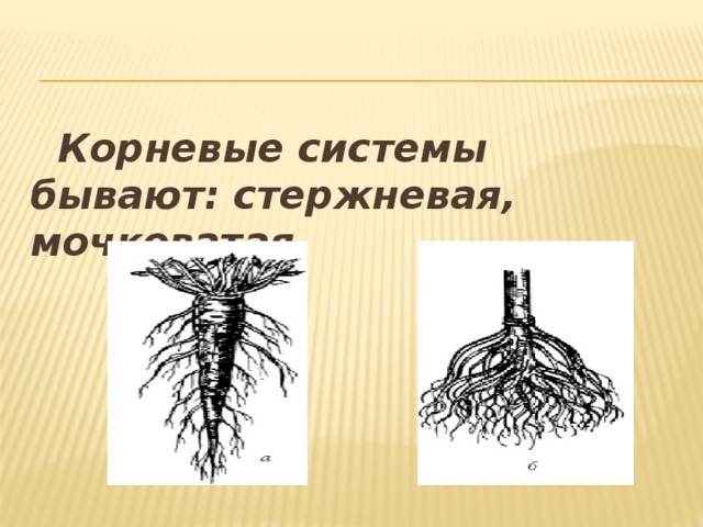  Корневые системы бывают: стержневая, мочковатая. 