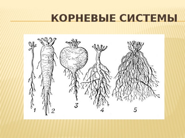  Корневые системы 