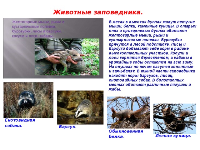 Животные заповедника. В лесах в высоких дуплах живут летучие мыши, белки, каменные куницы. В старых пнях и прикорневых дуплах обитают желтогорлые мыши, рыжи и кустарниковые полевки. Бурозубки прячутся в лесой подстилке. Лисы и барсуки добывают себе корм в районе высокоствольных участков. Косули и лоси кормятся бересклетом, а кабаны в урожайные годы остаются на всю зиму. На опушках по ночам пасутся копытные и заяц-беляк. В южной части заповедника находят норы барсуков, лисиц, енотовидных собак. В болотистых местах обитают различные лягушки и жабы.  Енотовидная собака. Барсук. Обыкновенная белка. Лесная куница. 