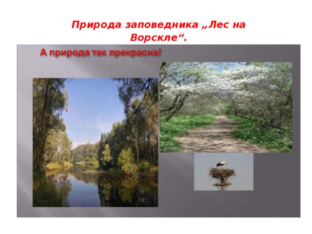 Природа заповедника „Лес на Ворскле“. 