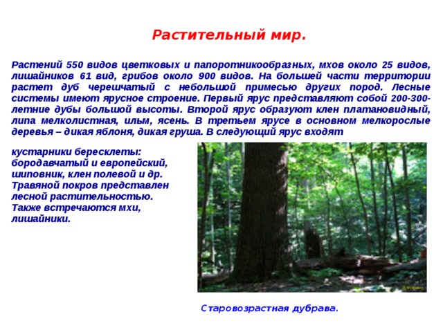 Растительный мир. Растений 550 видов цветковых и папоротникообразных, мхов около 25 видов, лишайников 61 вид, грибов около 900 видов. На большей части территории растет дуб черешчатый с небольшой примесью других пород. Лесные системы имеют ярусное строение. Первый ярус представляют собой 200-300-летние дубы большой высоты. Второй ярус образуют клен платановидный, липа мелколистная, ильм, ясень. В третьем ярусе в основном мелкорослые деревья – дикая яблоня, дикая груша. В следующий ярус входят  кустарники бересклеты: бородавчатый и европейский, шиповник, клен полевой и др. Травяной покров представлен лесной растительностью. Также встречаются мхи, лишайники.  Старовозрастная дубрава. 