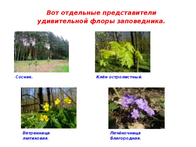 Вот отдельные представители удивительной флоры заповедника. Сосняк. Клён остролистный. Ветренница лютиковая. Печёночница благородная. 