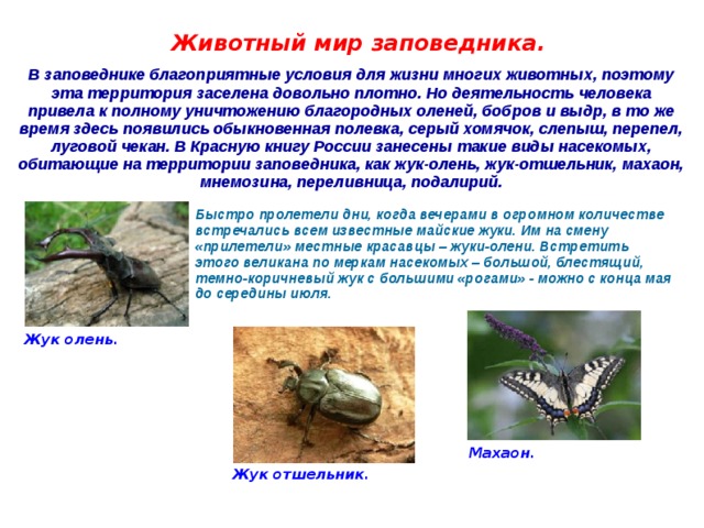 Животный мир заповедника. В заповеднике благоприятные условия для жизни многих животных, поэтому эта территория заселена довольно плотно. Но деятельность человека привела к полному уничтожению благородных оленей, бобров и выдр, в то же время здесь появились обыкновенная полевка, серый хомячок, слепыш, перепел, луговой чекан. В Красную книгу России занесены такие виды насекомых, обитающие на территории заповедника, как жук-олень, жук-отшельник, махаон, мнемозина, переливница, подалирий.  Быстро пролетели дни, когда вечерами в огромном количестве встречались всем известные майские жуки. Им на смену «прилетели» местные красавцы – жуки-олени. Встретить этого великана по меркам насекомых – большой, блестящий, темно-коричневый жук с большими «рогами» - можно с конца мая до середины июля.  Жук олень. Махаон. Жук отшельник. 