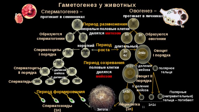 Гаметогенез у животных Овогенез – протекает в яичниках Сперматогенез – протекает в семенниках 2n 2n Период размножения незрелые половые клетки делятся митозом Образуются сперматогонии Образуются овогонии 2n 2n 2n 2n Период роста короткий длительный Сперматоциты I порядка Овоцит I порядка 2n4c 2n4c 2n 4c 2n4c 2n4c Период созревания половые клетки делятся мейозом I деление мейоза 1n2c Сперматоциты II порядка полярное тельце 1n2c 1n2c I деление мейоза Овоцит II порядка II деление 1n1c 1n1c 1n1c 1n1c Сперматиды II деление мейоза Период формирования 1n1c Полярные (направительные) тельца – погибают 2n Яйцеклетка (1n ) 1n1c Сперматозоиды (1n) 11 Зигота 