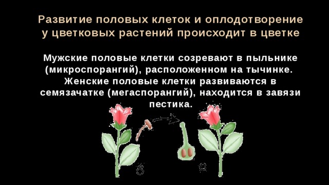 Развитие половых клеток и оплодотворение у цветковых растений происходит в цветке  Мужские половые клетки созревают в пыльнике (микроспорангий), расположенном на тычинке. Женские половые клетки развиваются в семязачатке (мегаспорангий), находится в завязи пестика. 