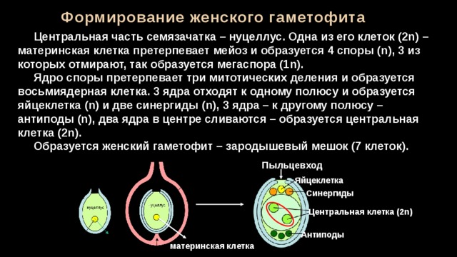 Пыльцевход Формирование женского гаметофита  Центральная часть семязачатка – нуцеллус. Одна из его клеток (2n) – материнская клетка претерпевает мейоз и образуется 4 споры (n), 3 из которых отмирают, так образуется мегаспора (1n).  Ядро споры претерпевает три митотических деления и образуется восьмиядерная клетка. 3 ядра отходят к одному полюсу и образуется яйцеклетка (n) и две синергиды (n), 3 ядра – к другому полюсу – антиподы (n), два ядра в центре сливаются – образуется центральная клетка (2n).  Образуется женский гаметофит – зародышевый мешок (7 клеток).  Пыльцевход Яйцеклетка Синергиды Центральная клетка (2n) Антиподы материнская клетка 