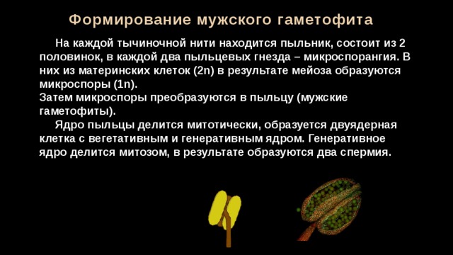 Формирование мужского гаметофита  На каждой тычиночной нити находится пыльник, состоит из 2 половинок, в каждой два пыльцевых гнезда – микроспорангия. В них из материнских клеток (2n) в результате мейоза образуются микроспоры (1n). Затем микроспоры преобразуются в пыльцу (мужские гаметофиты).  Ядро пыльцы делится митотически, образуется двуядерная клетка с вегетативным и генеративным ядром. Генеративное ядро делится митозом, в результате образуются два спермия. 