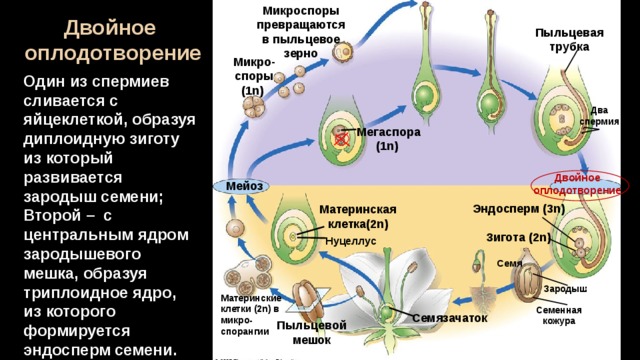 Микроспоры превращаются в пыльцевое зерно Двойное оплодотворение Пыльцевая трубка Микро-споры (1n) Один из спермиев сливается с яйцеклеткой, образуя диплоидную зиготу из который развивается зародыш семени; Второй – с центральным ядром зародышевого мешка, образуя триплоидное ядро, из которого формируется эндосперм семени. Два спермия Мегаспора (1n) Двойное оплодотворение Мейоз Эндосперм (3n) Материнская клетка(2n) Зигота (2n) Нуцеллус Семя Зародыш Материнские клетки (2n) в микро-спорангии Семенная кожура Семязачаток  Пыльцевой мешок 