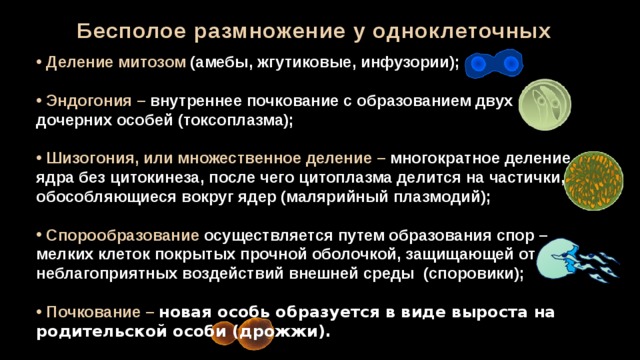 Бесполое размножение у одноклеточных  Деление митозом (амебы, жгутиковые, инфузории);   Эндогония – внутреннее почкование с образованием двух дочерних особей (токсоплазма);   Шизогония, или множественное деление – многократное деление ядра без цитокинеза, после чего цитоплазма делится на частички, обособляющиеся вокруг ядер (малярийный плазмодий);   Спорообразование осуществляется путем образования спор – мелких клеток покрытых прочной оболочкой, защищающей от неблагоприятных воздействий внешней среды (споровики);   Почкование – новая особь образуется в виде выроста на родительской особи (дрожжи). 