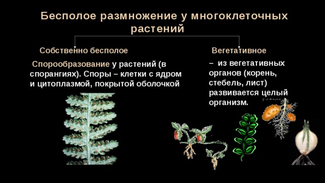Бесполое размножение у многоклеточных растений Собственно бесполое Вегетативное –  из вегетативных органов (корень, стебель, лист) развивается целый организм.  Спорообразование  у растений (в спорангиях). Споры – клетки с ядром и цитоплазмой, покрытой оболочкой 
