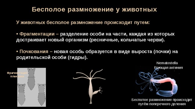 Бесполое размножение у животных У животных бесполое размножение происходит путем:   Фрагментации – разделение особи на части, каждая из которых достраивает новый организм (ресничные, кольчатые черви).   Почкования – новая особь образуется в виде выроста (почки) на родительской особи  (гидры).  Nematostella Роющая актиния Фрагментация планарии Бесполое размножение происходит путём поперечного деления 