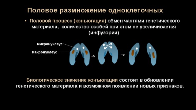 Половое размножение одноклеточных  Половой процесс (коньюгация) обмен частями генетического материала, количество особей при этом не увеличивается (инфузории) микронуклеус макронуклеус Биологическое значение конъюгации состоит в обновлении генетического материала и возможном появлении новых признаков. 