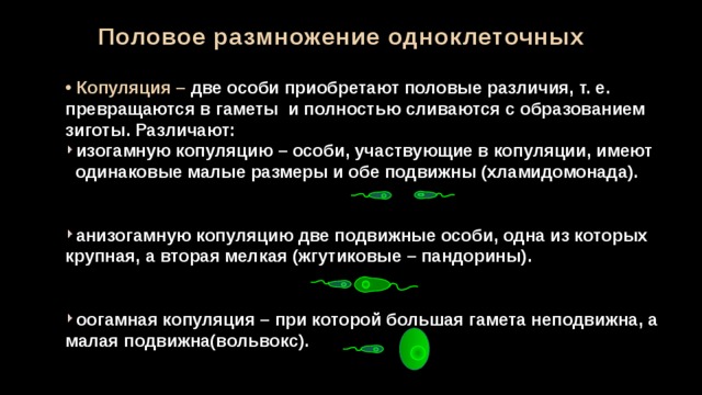 Половое размножение одноклеточных  Копуляция – две особи приобретают половые различия, т. е. превращаются в гаметы и полностью сливаются с образованием зиготы. Различают: изогамную копуляцию – особи, участвующие в копуляции, имеют  одинаковые малые размеры и обе подвижны (хламидомонада).   анизогамную копуляцию две подвижные особи, одна из которых крупная, а вторая мелкая (жгутиковые – пандорины).   оогамная копуляция – при которой большая гамета неподвижна, а малая подвижна(вольвокс). 