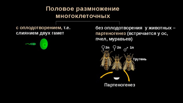 Половое размножение многоклеточных с оплодотворением, т.е. слиянием двух гамет без оплодотворения у животных – партеногенез (встречается у ос, пчел, муравьев) 2n 2n 1n Трутень Партеногенез 