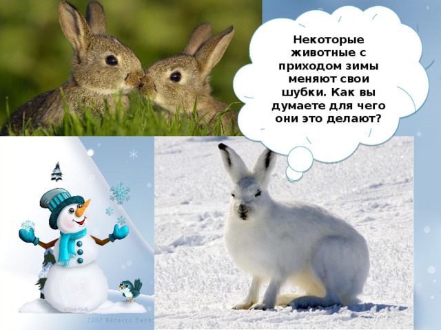 Некоторые животные с приходом зимы меняют свои шубки. Как вы думаете для чего они это делают? 