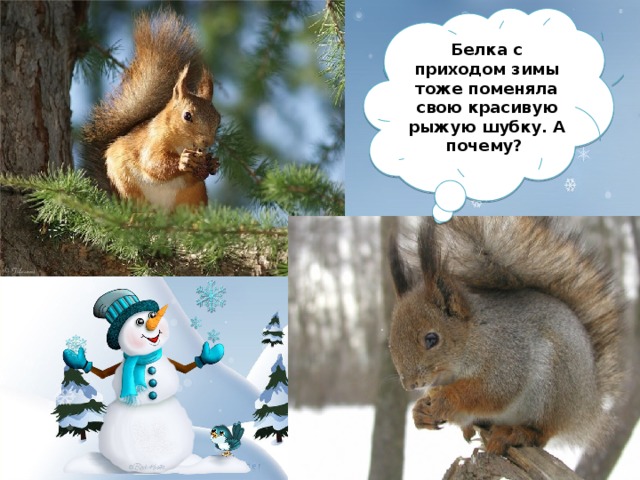 Белка с приходом зимы тоже поменяла свою красивую рыжую шубку. А почему? 
