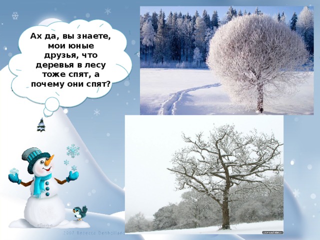 Ах да, вы знаете, мои юные друзья, что деревья в лесу тоже спят, а почему они спят? 