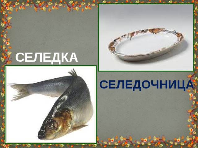 СЕЛЕДКА СЕЛЕДОЧНИЦА 