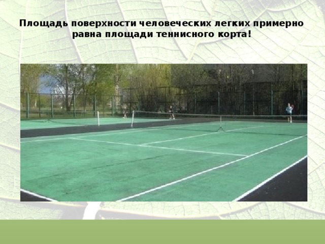 Площадь поверхности человеческих легких примерно равна площади теннисного корта!   