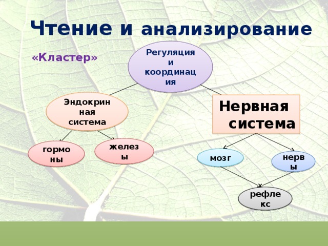 Чтение и анализирование  Регуляция и координация «Кластер» Эндокринная система Нервная система железы гормоны мозг нервы рефлекс 