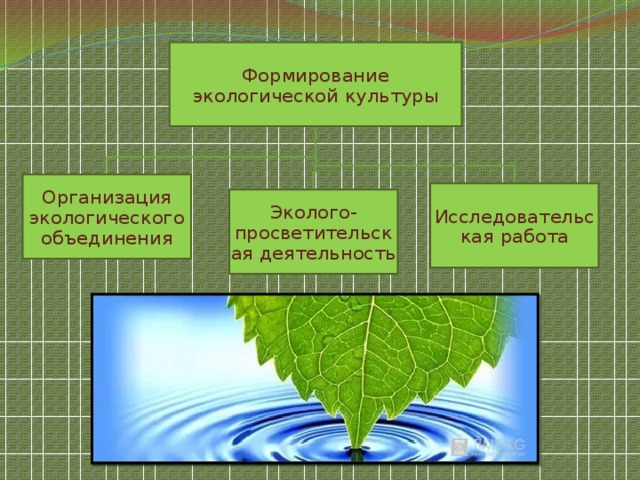 Формирование экологической культуры Организация экологического объединения Исследовательская работа Эколого-просветительская деятельность 