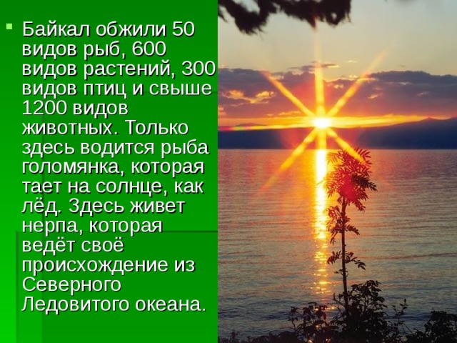 Байкал обжили 50 видов рыб, 600 видов растений, 300 видов птиц и свыше 1200 видов животных. Только здесь водится рыба голомянка, которая тает на солнце, как лёд. Здесь живет нерпа, которая ведёт своё происхождение из Северного Ледовитого океана. 