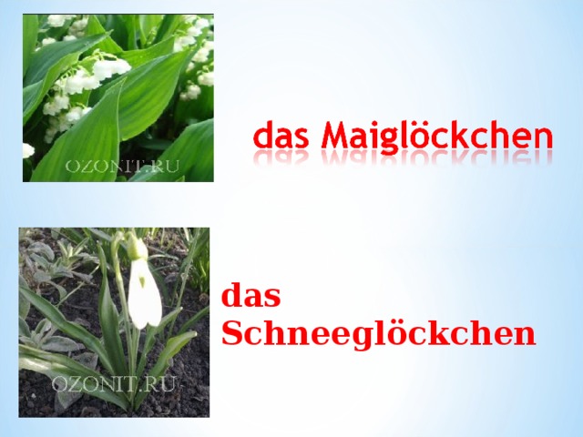 d as Schneeglöckchen 