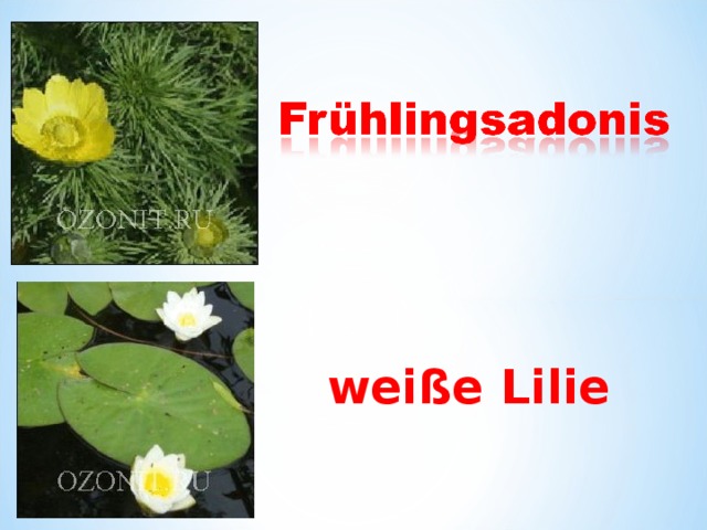 weiße Lilie 