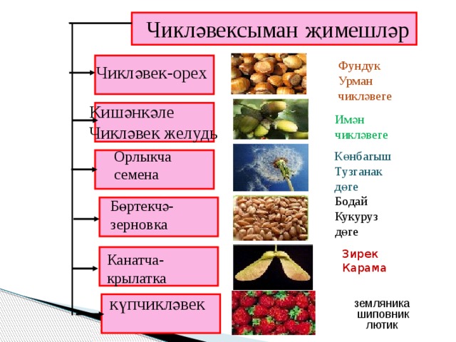 Чикләвексыман җимешләр Фундук Урман чикләвеге Чикләвек-орех Кишәнкәле Чикләвек желудь Имән чикләвеге Орлыкча семена Көнбагыш Тузганак дөге Бодай Кукуруз дөге Бөртекчә-зерновка Зирек Карама Канатча- крылатка күпчикләвек земляника шиповник лютик 