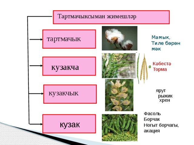 Тартмачыксыман җимешләр тартмачык Мамык, Тиле бәрән мәк Кәбестә Торма кузакча ярут кузакчык рыжик хрен Фасоль Борчак Ногыт борчагы, акация кузак 