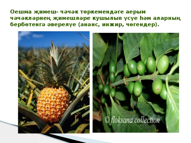 Оешма җимеш- чәчәк төркемендәге аерым чәчәкләрнең җимешләре кушылып үсүе һәм аларның бербөтенгә әверелүе (ананс, инжир, чөгендер). 