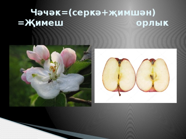 Чәчәк=(серкә+җимшән) =Җимеш орлык 