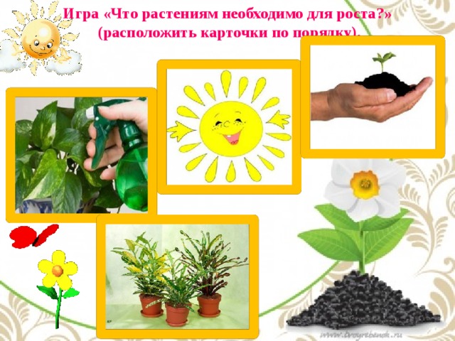 Игра «Что растениям необходимо для роста?»  (расположить карточки по порядку).   