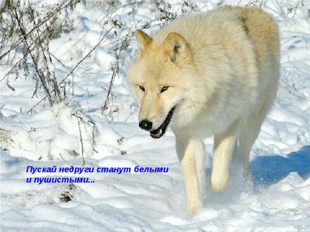 Пускай недруги станут белыми и пушистыми... 