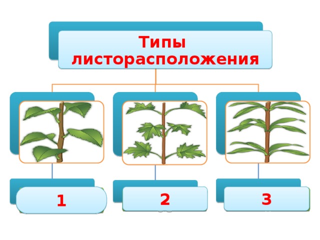 Типы листорасположения . . . 1 2 3 Мутовчатое Очередное Супротивное 