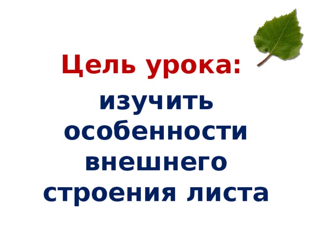  Цель урока: изучить особенности внешнего строения листа 
