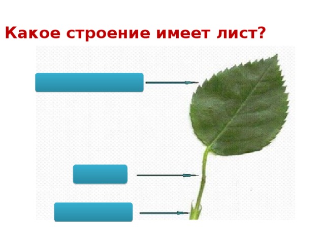   Какое строение имеет лист? 