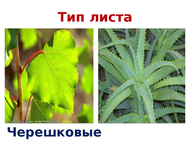  Тип листа     Черешковые Сидячие 