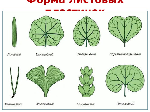 Форма листовых пластинок 