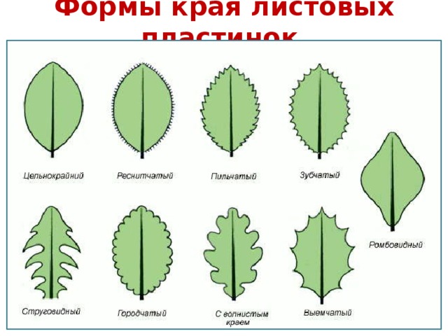 Формы края листовых пластинок 