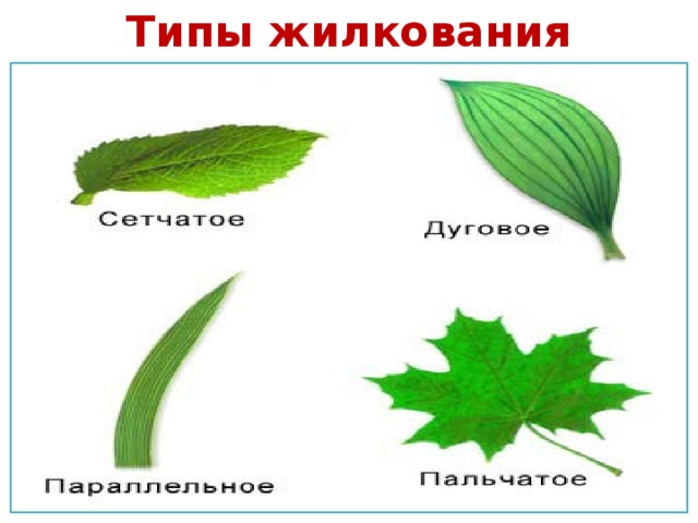 Типы жилкования 