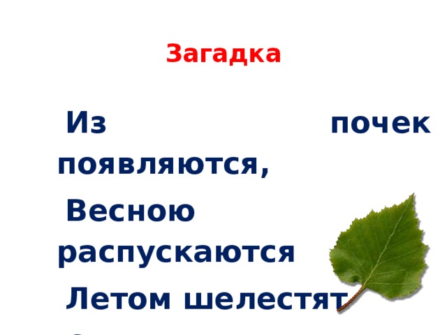  Загадка Из почек появляются, Весною распускаются Летом шелестят Осенью летят? 