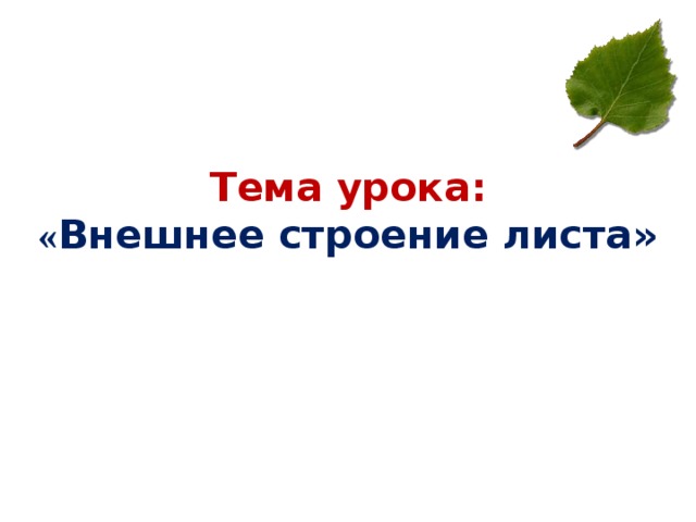      Тема урока:  « Внешнее строение листа» 
