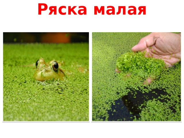 Ряска малая 