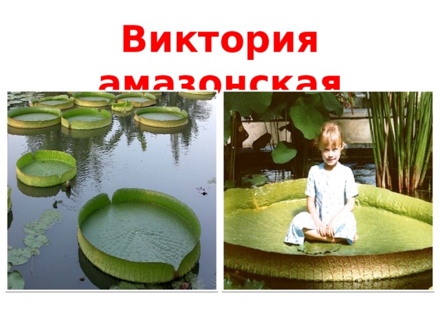   Виктория амазонская   