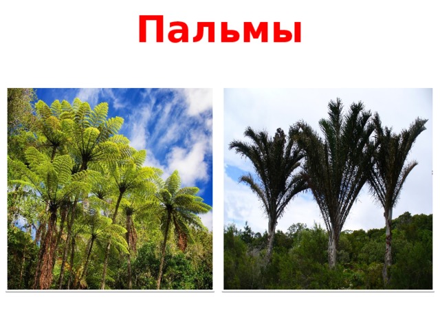 Пальмы 