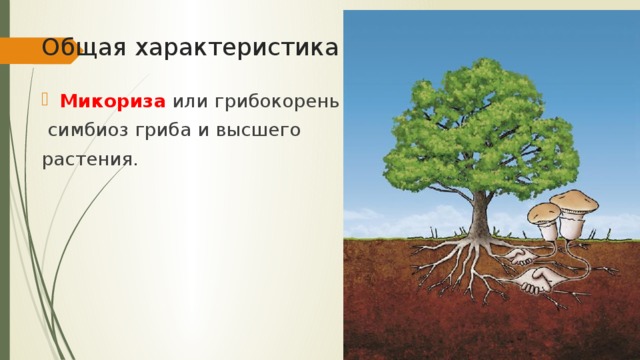 Общая характеристика Микориза или грибокорень –  симбиоз гриба и высшего растения. 