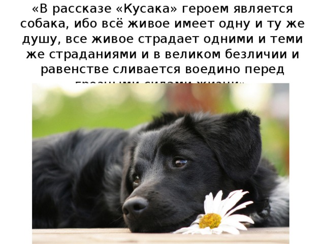 «В рассказе «Кусака» героем является собака, ибо всё живое имеет одну и ту же душу, все живое страдает одними и теми же страданиями и в великом безличии и равенстве сливается воедино перед грозными силами жизни». 